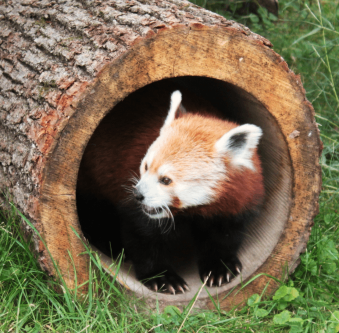 The Cub Hollow